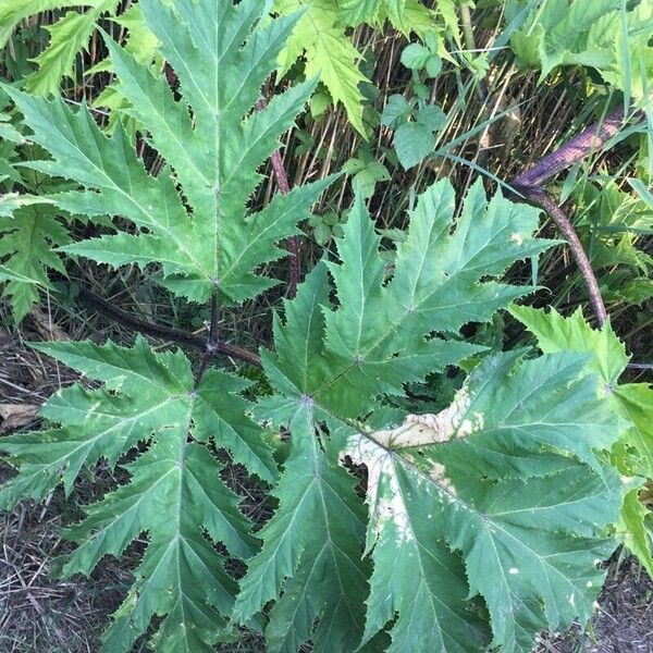 Heracleum mantegazzianum Лист