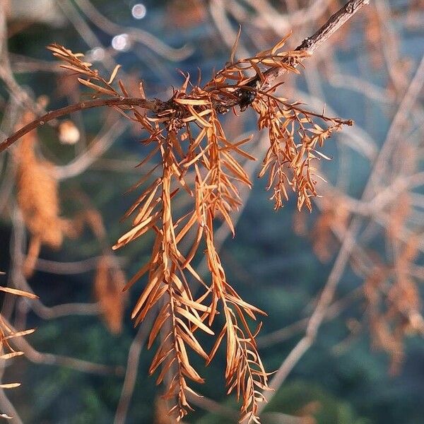 Taxodium distichum 葉