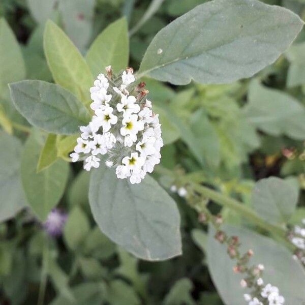 Heliotropium europaeum Flower