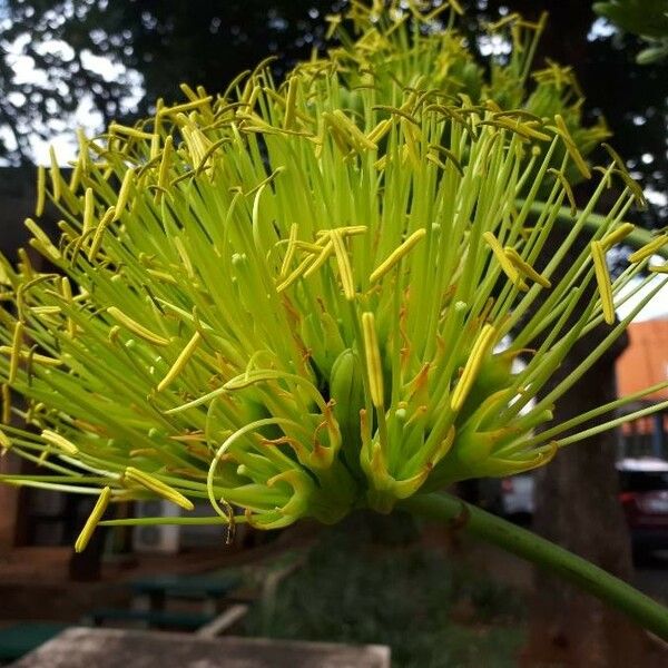 Agave sisalana Kvet