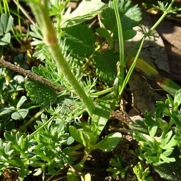 Ranunculus millefoliatus ഇല