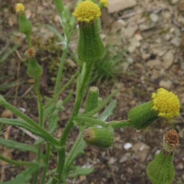 Senecio sylvaticus Flor