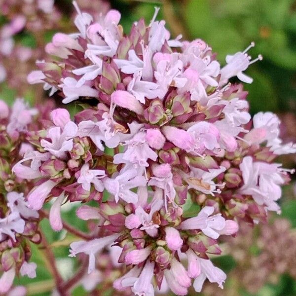 Origanum vulgare Flower