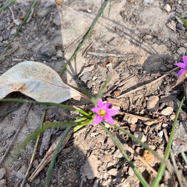 Romulea rosea Blomma