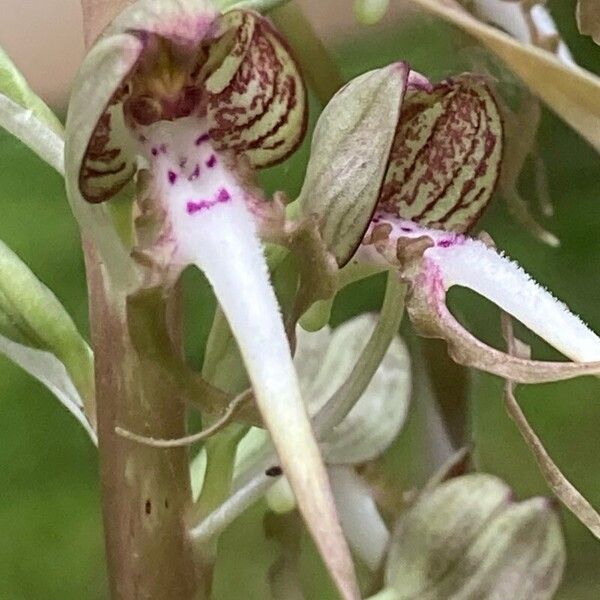 Himantoglossum hircinum Flor