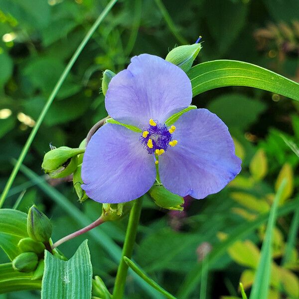 Tradescantia ohiensis Kvet