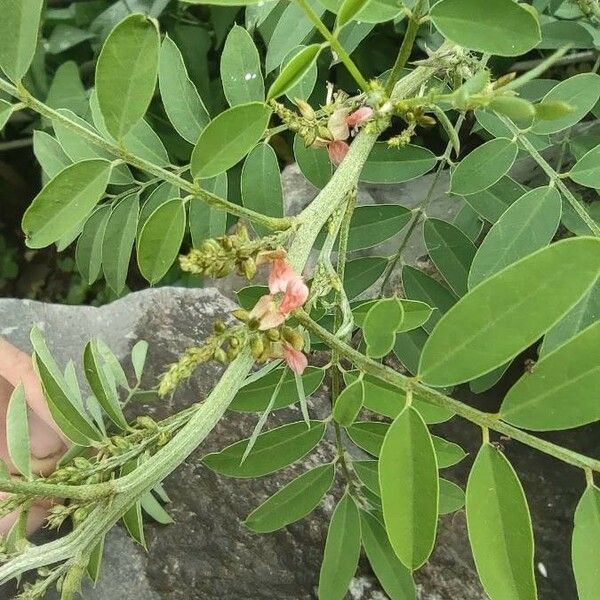 Indigofera suffruticosa Квітка