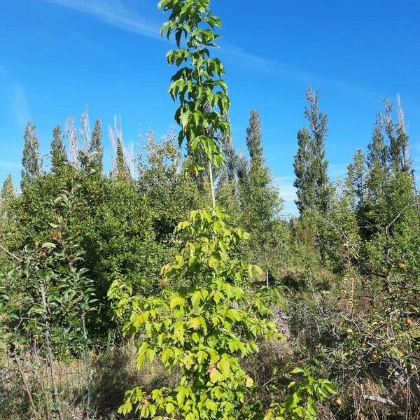 Acer negundo Hábito