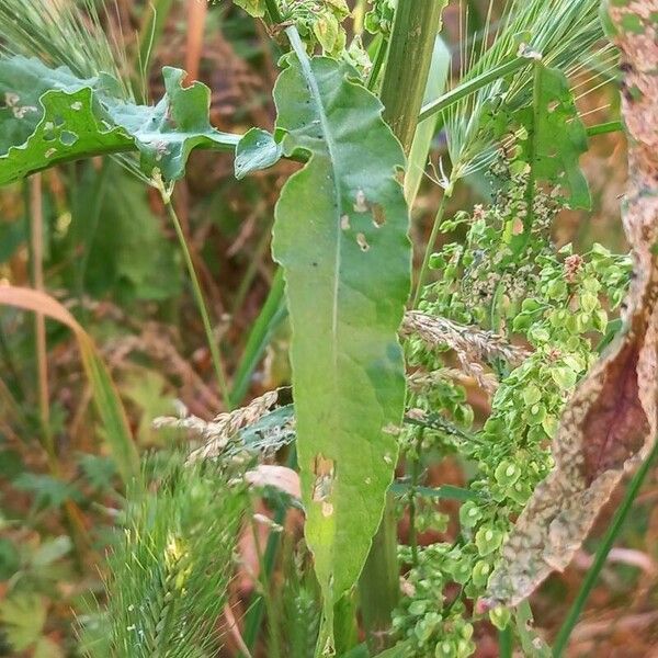 Rumex conglomeratus पत्ता