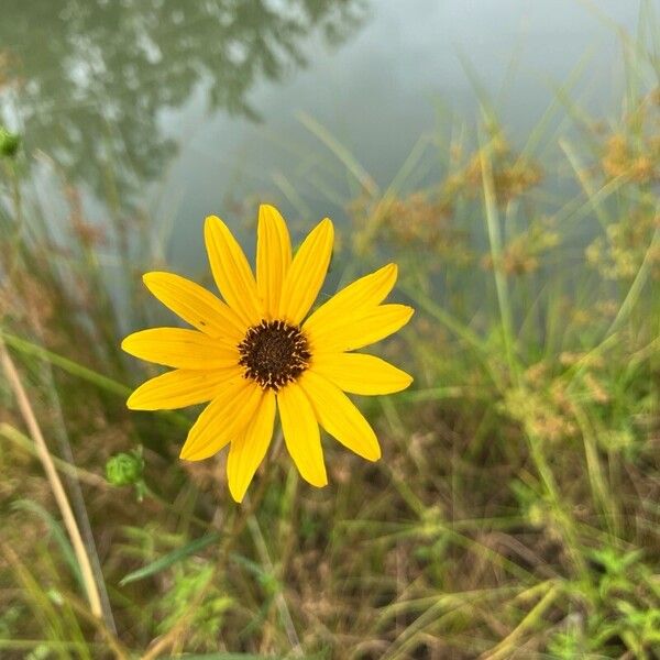 Coreopsis tripteris Flor