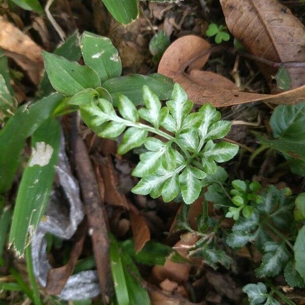 Pteris ensiformis Hostoa