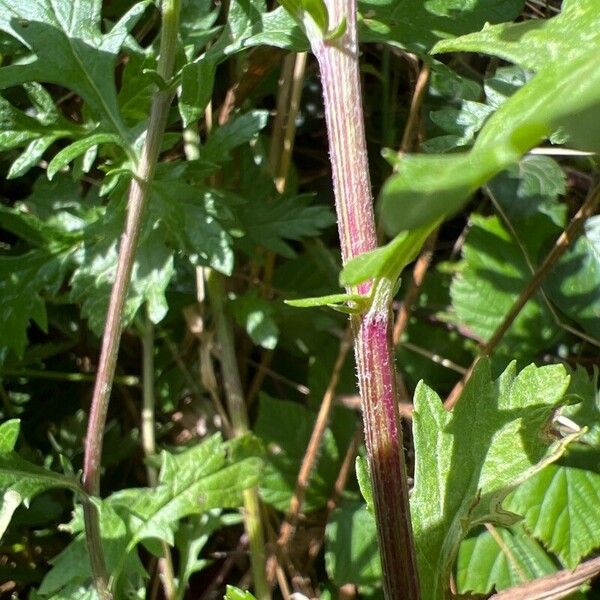 Jacobaea erucifolia ᱮᱴᱟᱜ