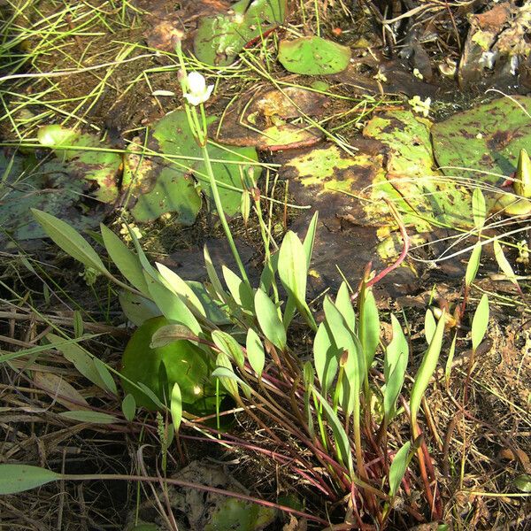 Butomopsis latifolia Агульны выгляд