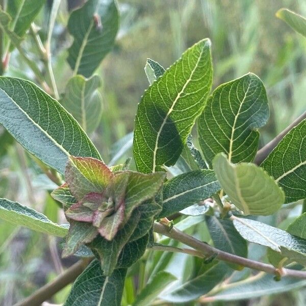 Salix salviifolia Blatt