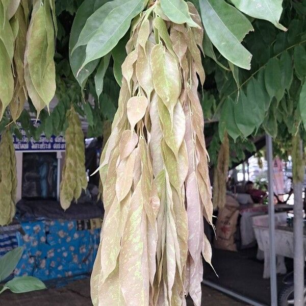 Brownea grandiceps Leaf