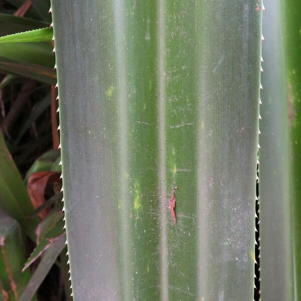 Pandanus tectorius Fulla