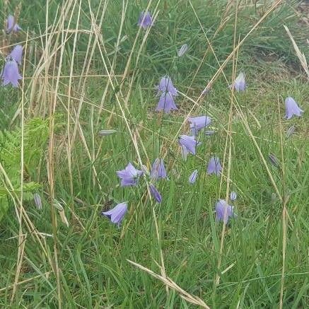 Campanula rotundifolia Plante entière