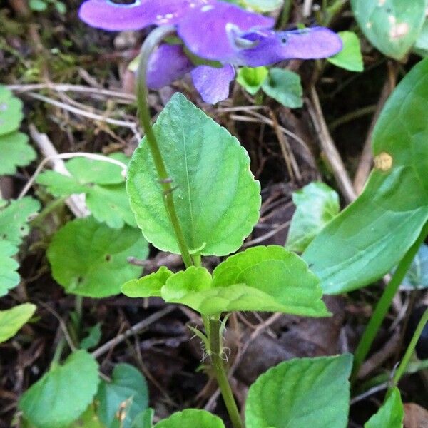 Viola riviniana Habitus