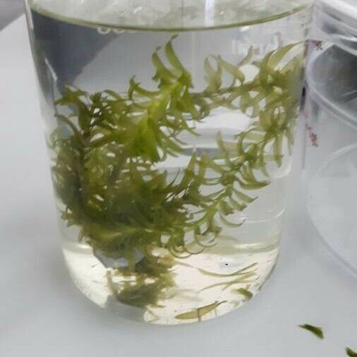 Elodea densa List