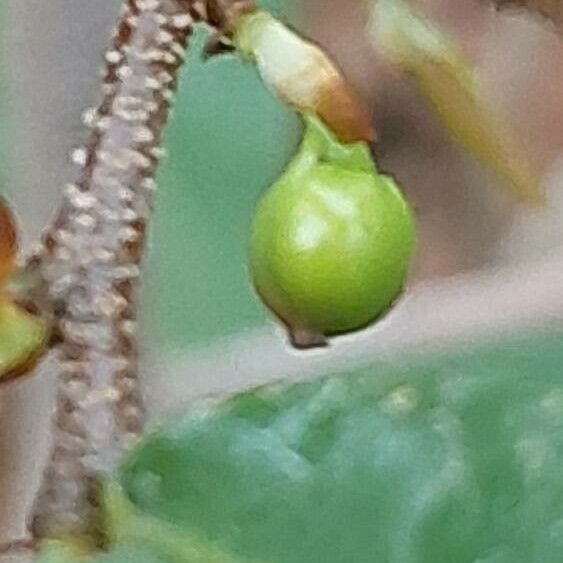 Ochna serrulata Fruto