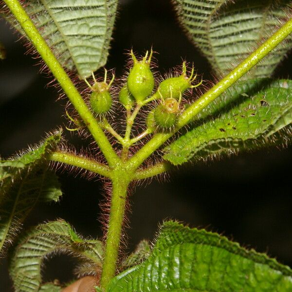 Miconia crenata Ліст