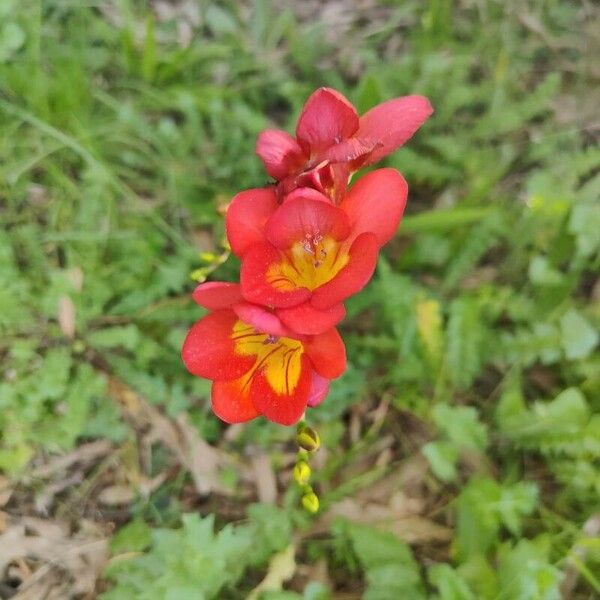 Freesia × kewensis Blomma