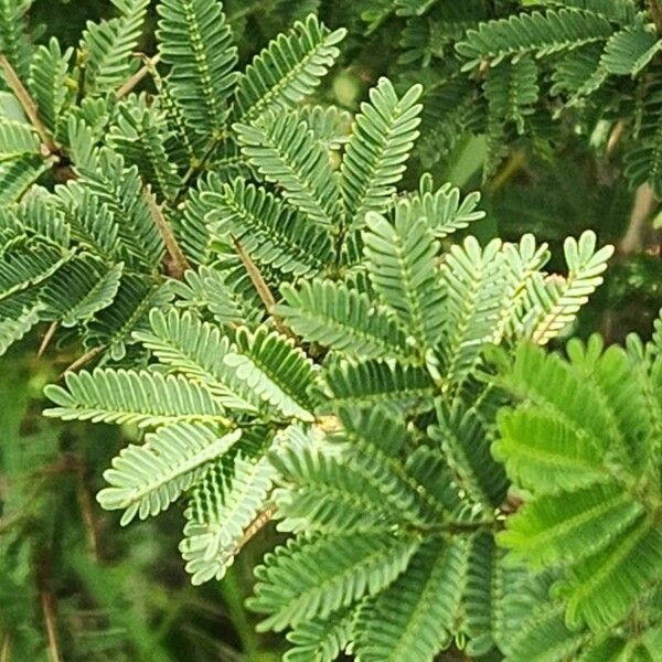 Vachellia hockii Fuelha