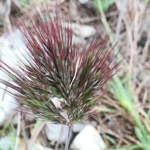 Bromus rubens फल