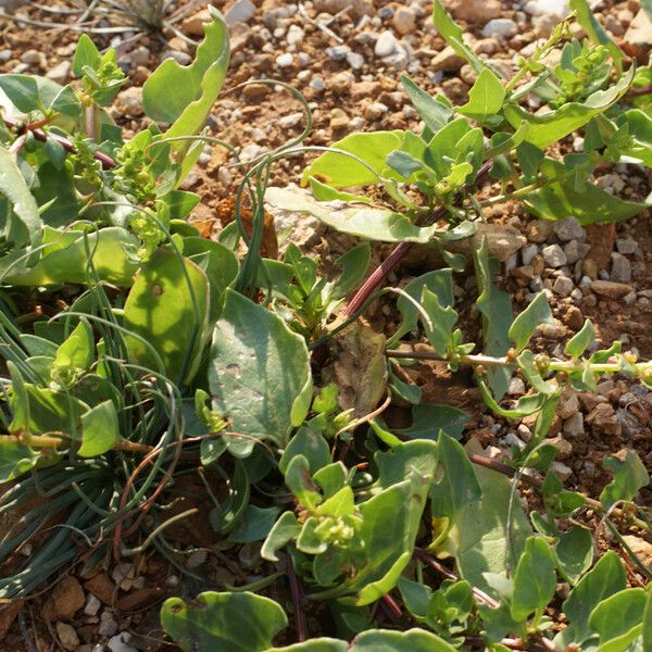 Patellifolia procumbens Агульны выгляд