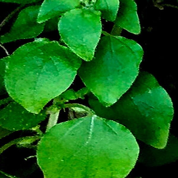 Parietaria debilis Leaf