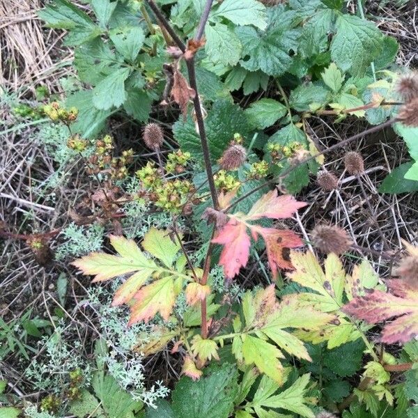 Geum aleppicum Leaf