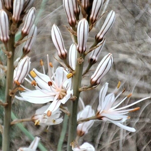 Asphodelus macrocarpus Blomst