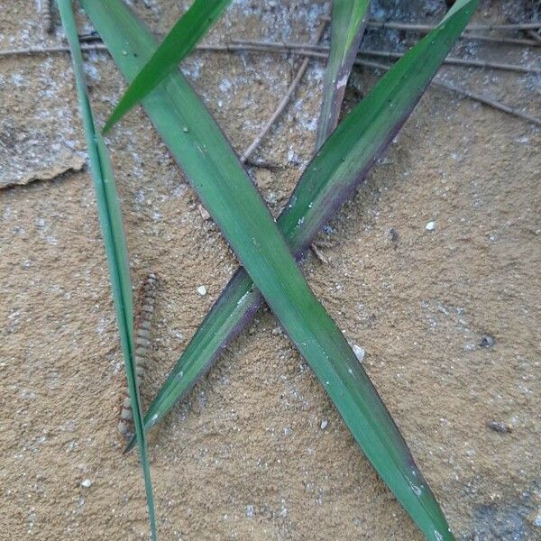 Paspalum dilatatum Feuille