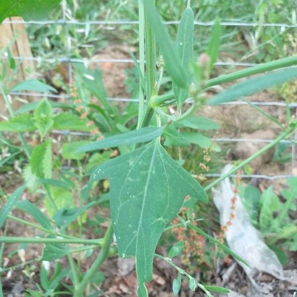 Atriplex patula Blad