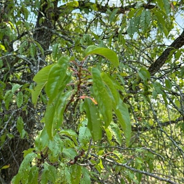 Prunus rivularis Folha