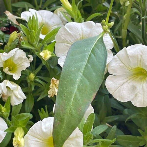 Persicaria lapathifolia Листок