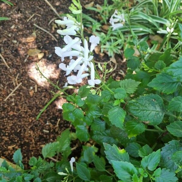 Plectranthus verticillatus Celota