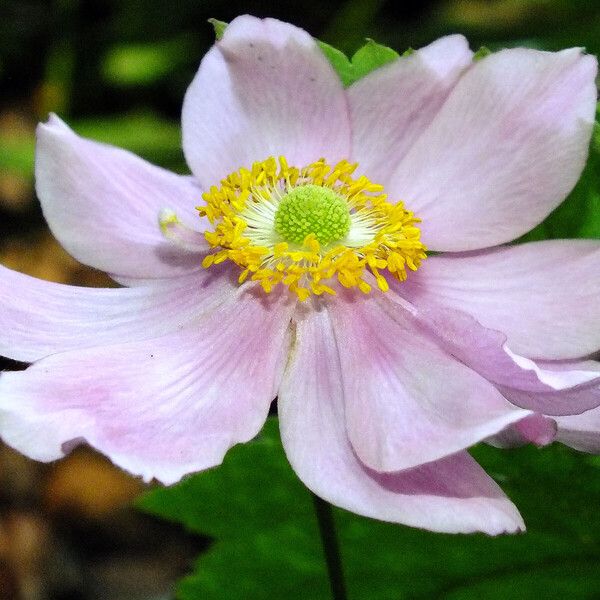 Eriocapitella hupehensis Flower