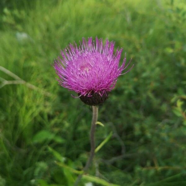 Cirsium heterophyllum ᱵᱟᱦᱟ