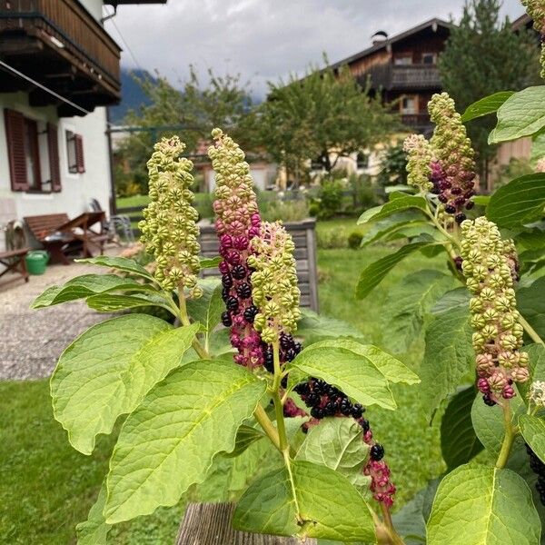 Phytolacca acinosa Φρούτο