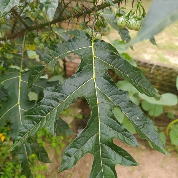 Solanum linnaeanum ഇല