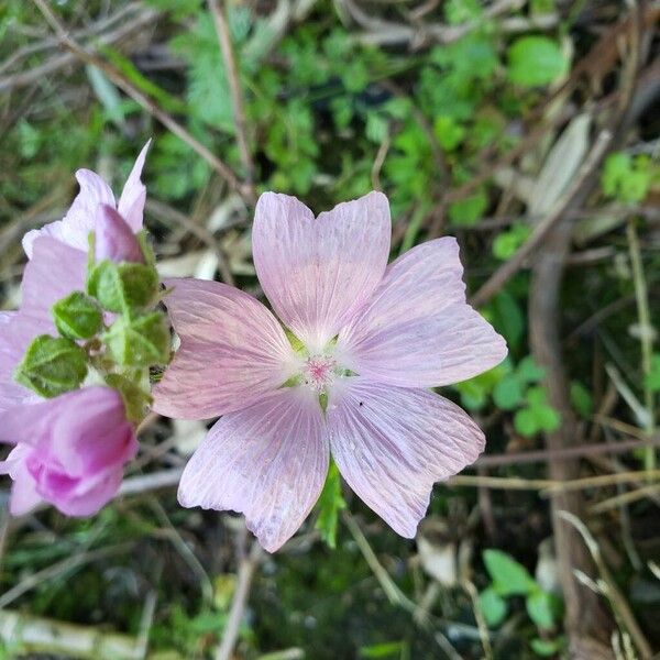 Malva moschata Blüte