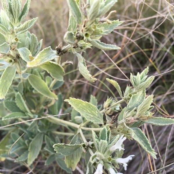 Marrubium peregrinum Flors