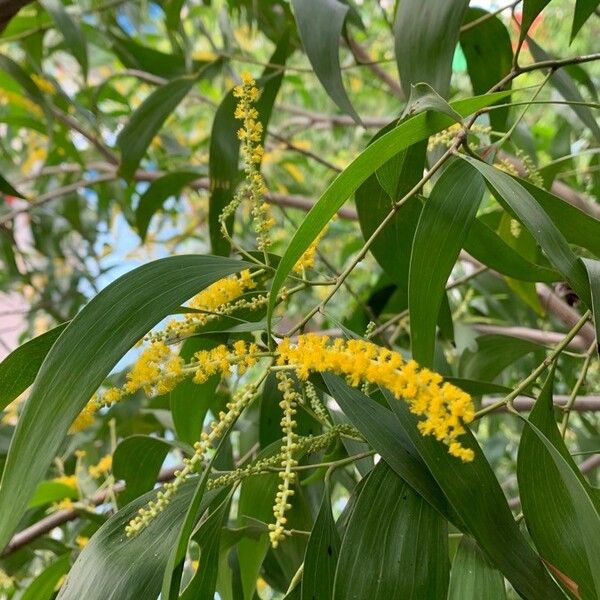 Acacia auriculiformis Blomma