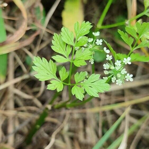 Anthriscus cerefolium Leaf