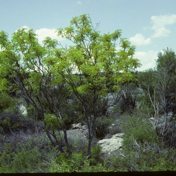 Leucaena retusa Агульны выгляд