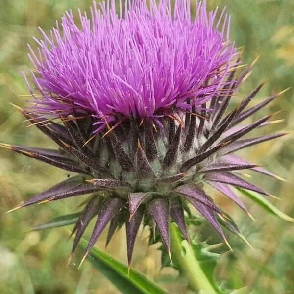 Onopordum tauricum Flors