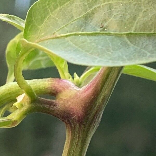 Capsicum frutescens Écorce