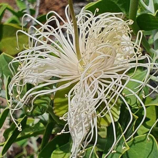 Capparis cartilaginea Flower