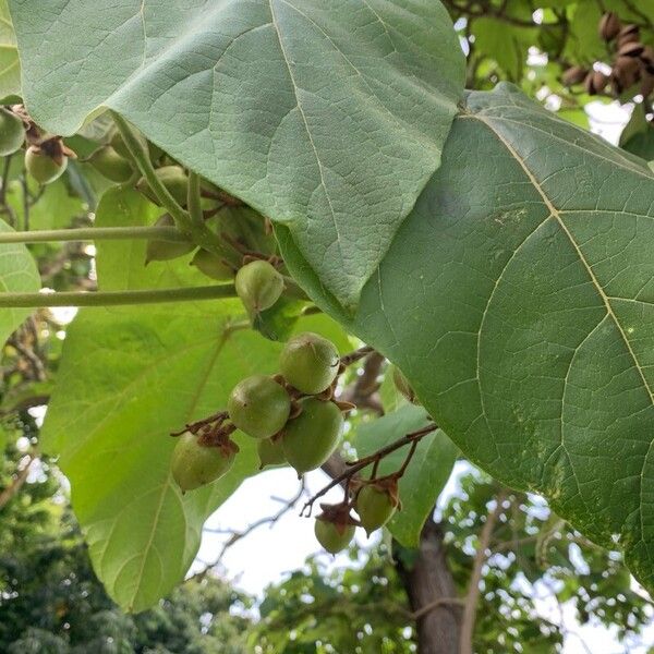 Paulownia tomentosa Frucht